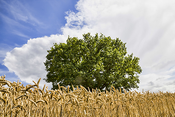 Image showing lonely oak