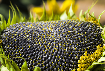 Image showing annual sunflower with seeds