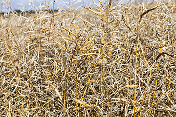 Image showing agricultural field rapeseed