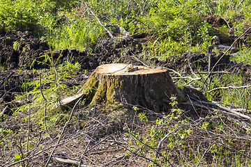 Image showing stump from a felled tree