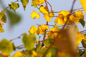 Image showing Linden tree in the autumn