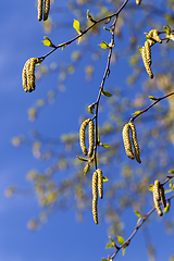 Image showing birch tree