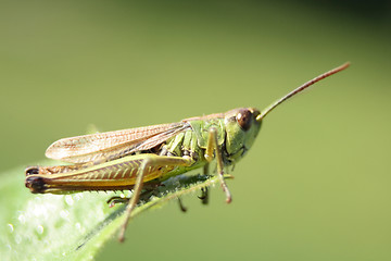 Image showing grass hopper