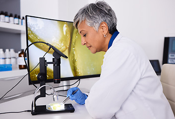 Image showing Microscope, screen or scientist with plant for research, lab test or innovation for agriculture study. Science, mature or expert with aloe vera leaf for natural herbal medicine, pharma or education
