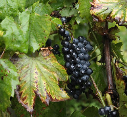 Image showing red grapes