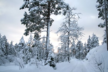 Image showing Winter road