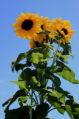 Image showing Sunflower