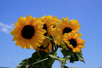 Image showing Sunflower