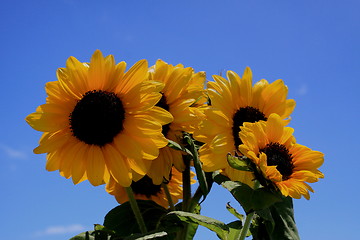 Image showing Sunflower