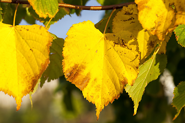 Image showing yellowed foliage