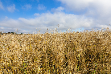 Image showing rapeseed harvest