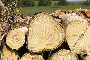 Image showing tree trunks during logging