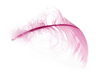 Image showing Feather