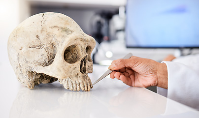 Image showing Forensic, science and person with skull in lab to study, test or analyze anatomy for medical or history research in dna. Human, skeleton and education with head or bone on table with scientist hands