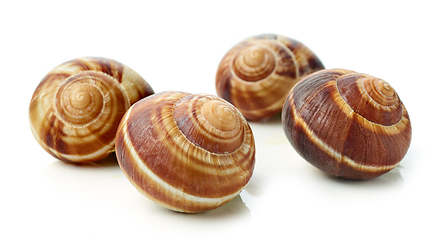 Image showing escargot snail on white background