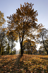 Image showing yellowing leaves