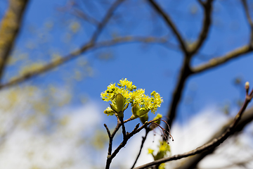 Image showing spring maple tree