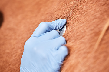 Image showing Vet hand, stethoscope and horse farm with wellness, healthcare and support with animal in countryside. Nurse, woman and helping with heart and monitoring outdoor with from nursing and medical job