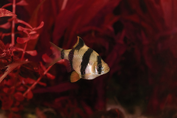 Image showing Barb exotic fish in aquarium