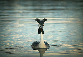 Image showing beautiful great crested grebe on pond