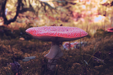 Image showing beautiful red agaric in autumn light