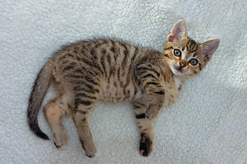 Image showing cute kitten lying on white blanket