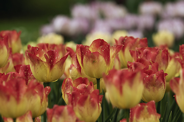 Image showing red and yellow tulips