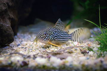 Image showing Sterbai cory in natural planted tank