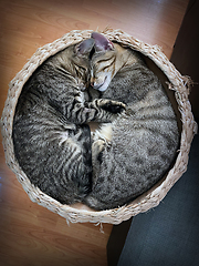 Image showing two kittens sleeping together