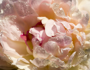 Image showing photo of a white peony