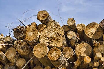 Image showing solid tree trunk