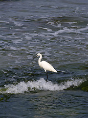 Image showing heron