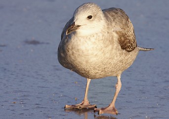 Image showing Seagull. 