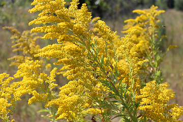 Image showing Goldenrod yellow meadow flowers