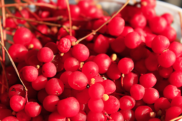 Image showing red ripe schisandra 