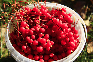 Image showing red ripe schisandra in the bucket