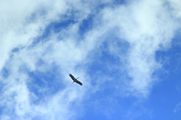 Image showing stork flying in the blue sky