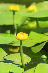 Image showing yellow flowers of Nuphar lutea