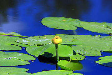 Image showing yellow flowers of Nuphar lutea