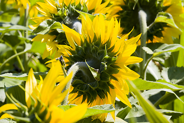 Image showing large number of yellow sunflowers