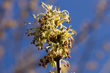 Image showing beautiful maple tree