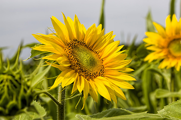 Image showing field annual sunflowers