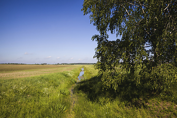 Image showing deciduous trees