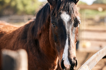 Image showing Calm, horse and portrait outdoor on farm, countryside or nature in summer with animal in agriculture or environment. Stallion, pet or mare pony at stable fence for equestrian riding or farming