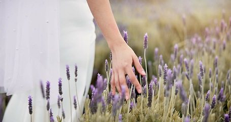 Image showing Hand, lavender flower and walking woman in garden or nature for calm, peace and aromatherapy from plants. Medicine, sustainability and person in a landscape with natural herbal ecology in spring