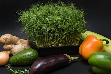 Image showing Micro greens sprouts