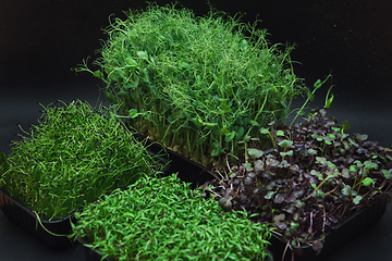 Image showing Micro greens sprouts