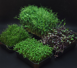Image showing Micro greens sprouts