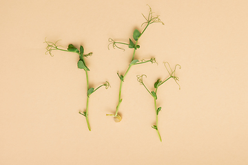 Image showing Micro greens sprouts of peas