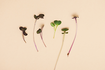 Image showing Micro greens sprouts of peas